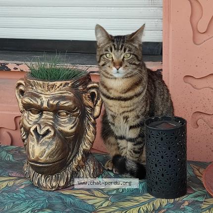 Foto 1/1 Moon Chat perdido en La madeleine