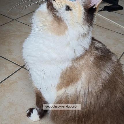 Foto 1/1 Ouija Chat perdido en Saint romain sur cher