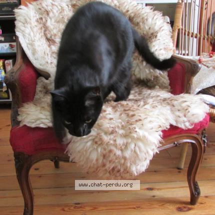 Foto 1/1 Mrelin Chat perdido en Tours