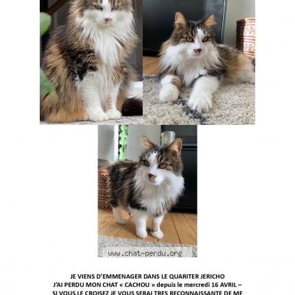 Foto 1/1 Cachou Chat perdido en La rochelle