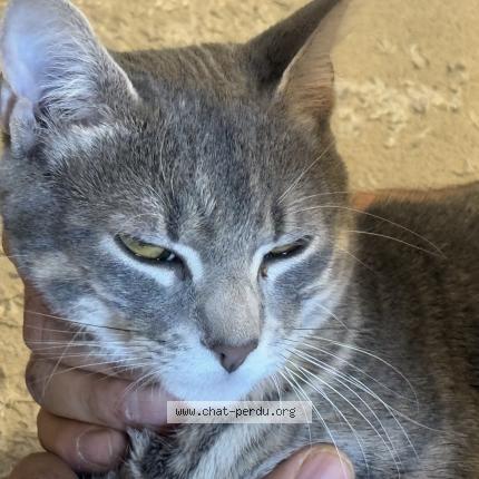 Foto 1/1 Mbappé Chat perdido en Paris