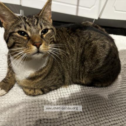 Foto 1/1 Tsuki Chat perdido en Oisy