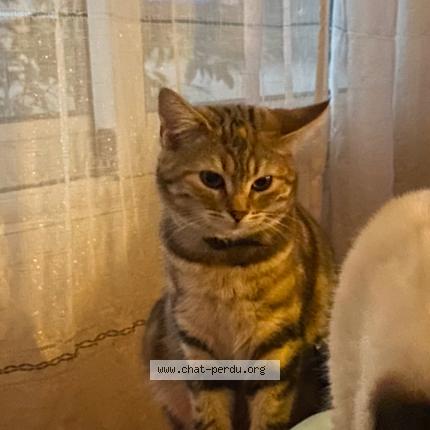 Foto 1/1 Yuka Chat perdido en Guer