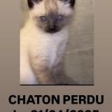 Foto del gato perdido en Cepet