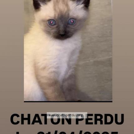 Foto 1/1 Simba Chat perdido en Cepet