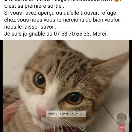 Foto 1/1 Itachi Chat perdido en Aulnay sous bois