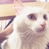 Foto del gato perdido en Villeneuve La Garenne