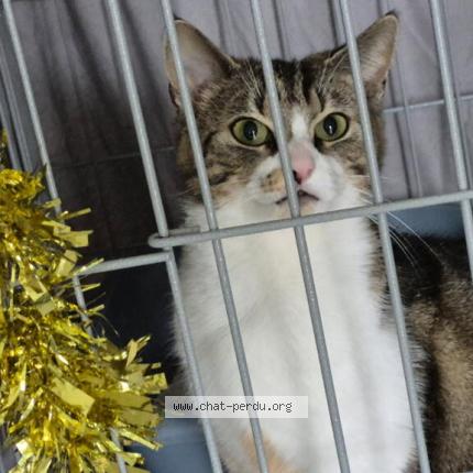 Foto 1/1 Gato encontrado Perdido en Moulins les metz