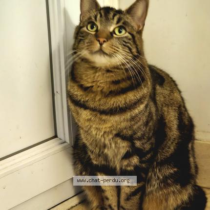 Foto 1/1 KIKO Chat perdido en Cesson sevigne