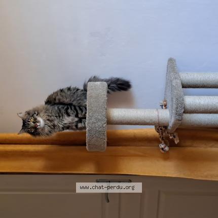 Foto 1/1 Mochi Chat perdido en Sarrians