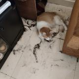 Foto del gato perdido en Bangalore