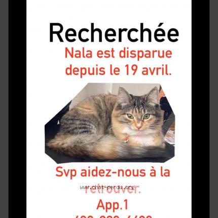 Foto 1/1 Nala Chat perdido en Montreal