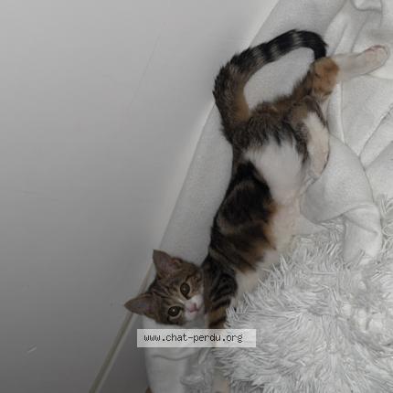 Foto 1/1 Minouche Chat perdido en Saint martin d heres