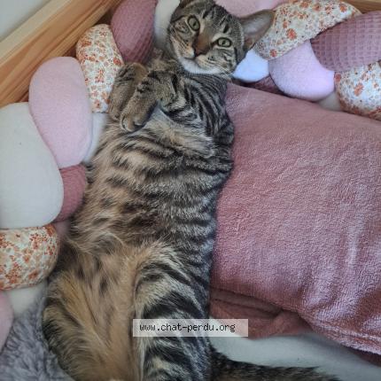 Foto 1/1 Anaïs Raillon Chat perdido en Crozet