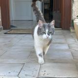 Foto del gato perdido en Ludes