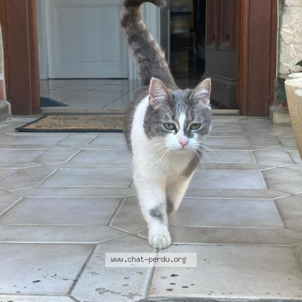 Foto 1/1 Lilas Chat perdido en Ludes