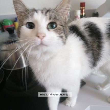 Foto 1/1 Orphée Chat perdido en Autreville