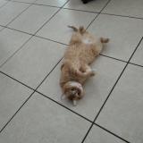 Foto del gato perdido en Belin Beliet