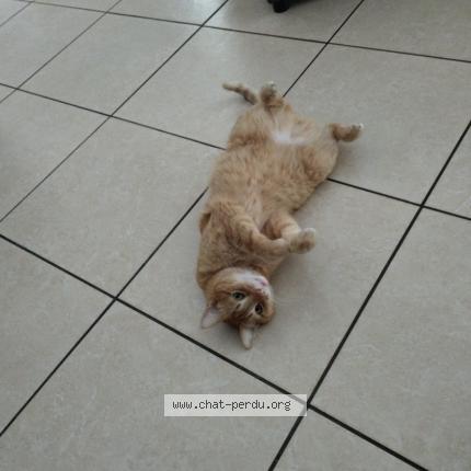 Foto 1/1 Naho Chat perdido en Belin beliet