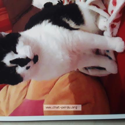 Foto 1/1 Orion Chat perdido en Pontchateau