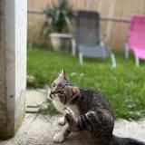 Foto del gato perdido en Villeneuve Sur Lot