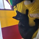 Foto del gato perdido en Rosemont