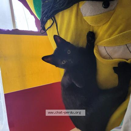 Foto 1/1 Lost Chat perdido en Rosemont