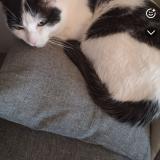 Foto del gato perdido en Vihiers