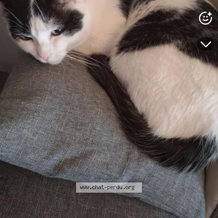 Foto 1/1 Oreo Chat perdido en Vihiers