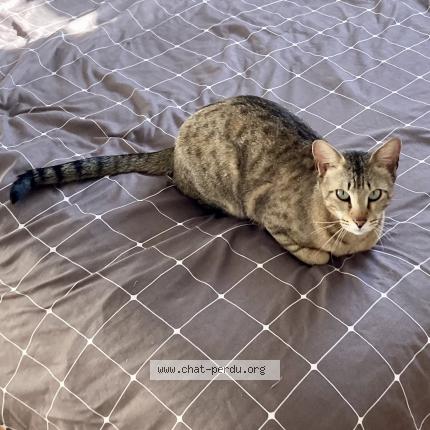 Foto 1/1 Sukha Chat perdido en Mirabel