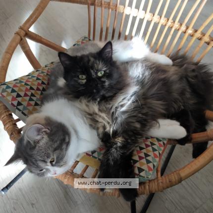 Foto 1/1 Simone Chat perdido en Bissey sous cruchaud