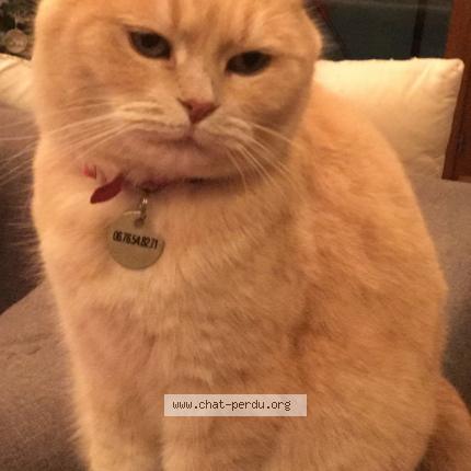 Foto 1/1 Rouquette Chat perdido en Bernin