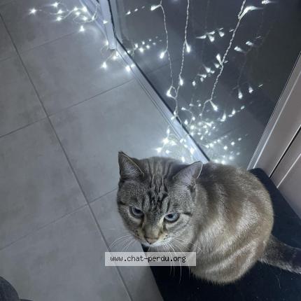 Foto 1/1 Mako Chat perdido en Aizenay