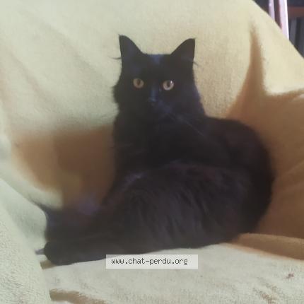 Foto 1/1 Pirouette Chat perdido en Trois palis