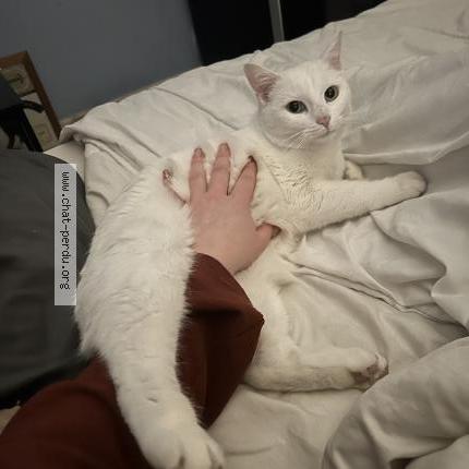 Foto 1/1 Candy Chat perdido en Limoges