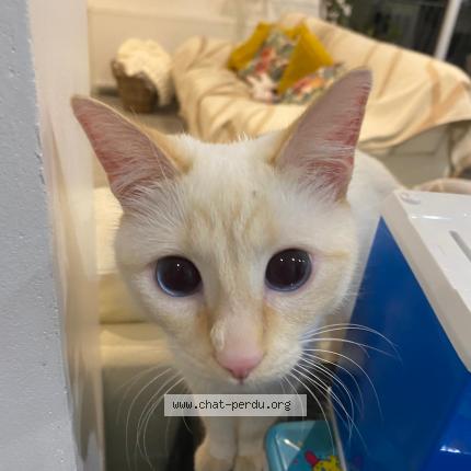 Foto 1/1 Akita Chat perdido en Fontenay aux roses