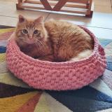 Foto del gato perdido en Villeveyrac