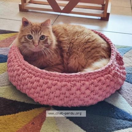 Foto 1/1 Gato encontrado Perdido en Villeveyrac