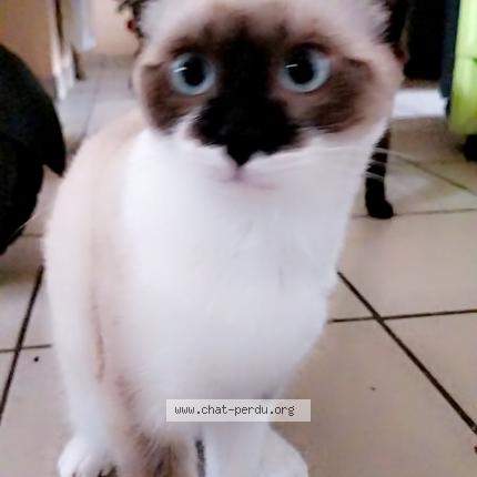 Foto 1/1 Chaussette Chat perdido en Mesnard la barotiere