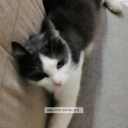 Foto 1/1 Sibelle Chat perdido en Plancher bas