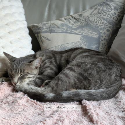 Foto 1/1 Ulie Chat perdido en Civens