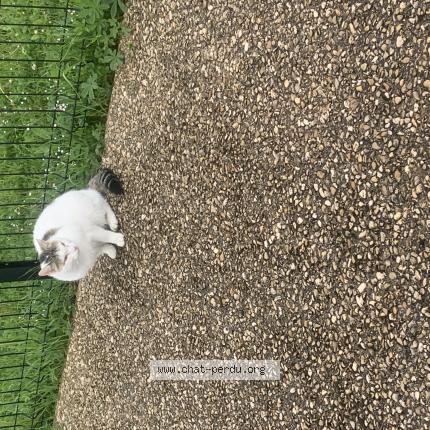 Foto 1/1 Gato encontrado Encontrado en Bezannes