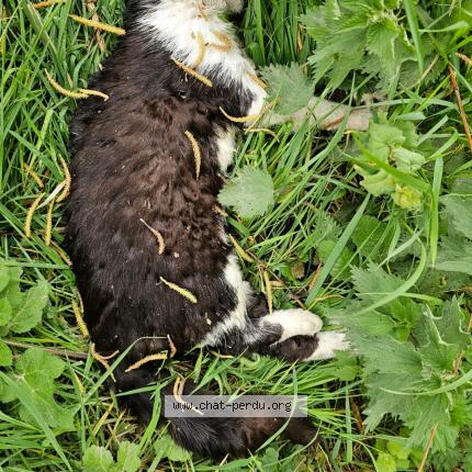 Foto 1/1 Gato encontrado Encontrado en West cappel