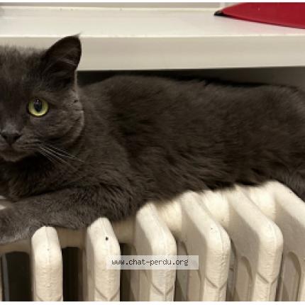 Foto 1/1 Isis Chat perdido en Flobecq
