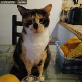 Foto del gato perdido en Maraussan