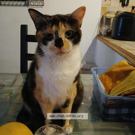 Foto 1/1 Suzy Chat perdido en Maraussan