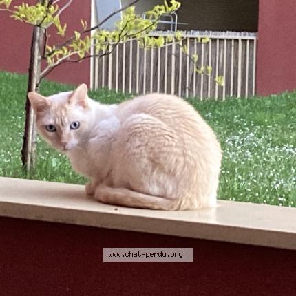Foto 1/1 Nuage Chat perdido en Carrieres sous poissy