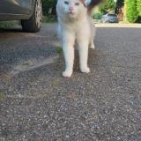 Foto del gato perdido en Schoenenbourg