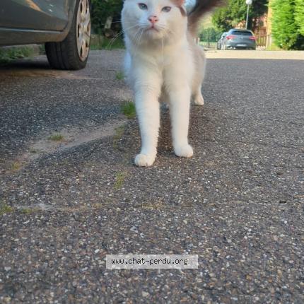 Foto 1/1 Yuki Chat perdido en Schoenenbourg