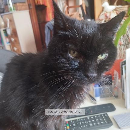 Foto 1/1 Sylvie Aubree Chat perdido en Chanteloup les vignes